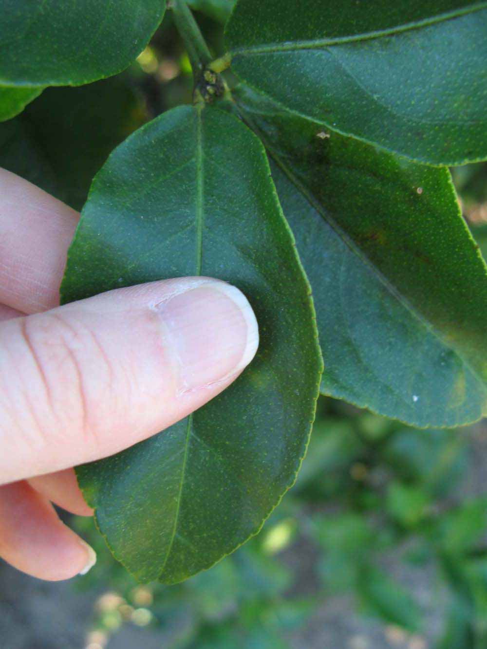              Unifoliolate leaf (Winter Haven, FL)       